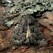 Adult • Williamhope SSSI, Selkirkshire • © Malcolm Lindsay