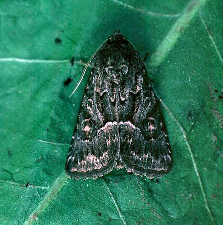 Straw Underwing Thalpophila matura