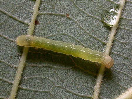 Angle Shades Phlogophora meticulosa