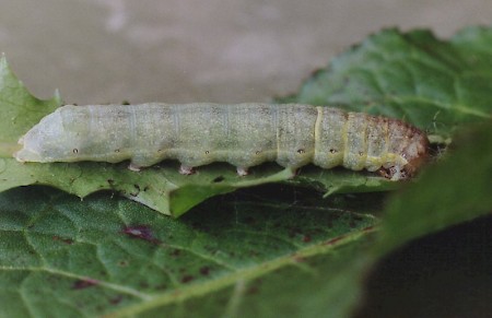 Angle Shades Phlogophora meticulosa