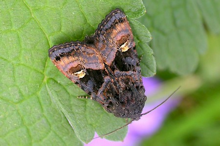 Small Angle Shades Euplexia lucipara