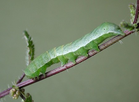 Small Angle Shades Euplexia lucipara