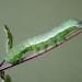 Larva • Littleborough, Lancashire • © Ian Kimber