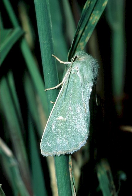 Burren Green Calamia tridens