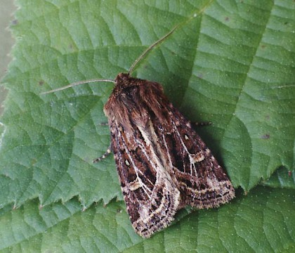 Adult • Littleborough, Lancs • © Ian Kimber