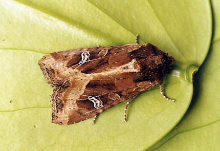 The Crescent Helotropha leucostigma