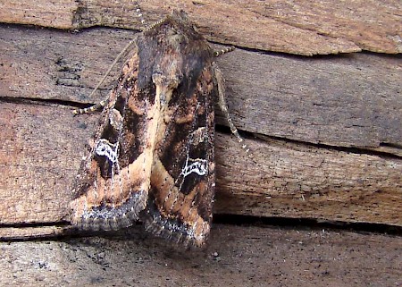 The Crescent Helotropha leucostigma