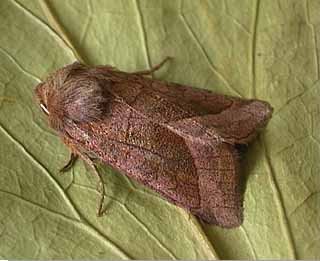 Rosy Rustic Hydraecia micacea