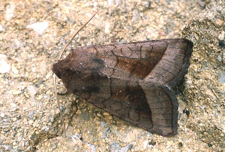 Rosy Rustic Hydraecia micacea