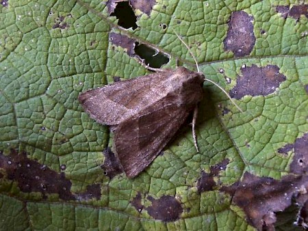 The Butterbur Hydraecia petasitis