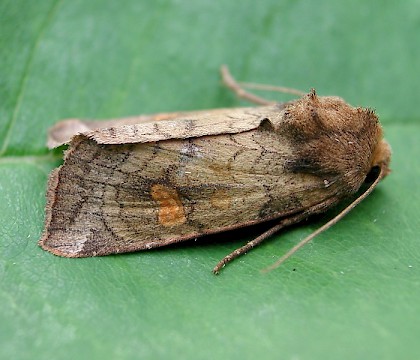 Adult • Pagham Harbour, W. Sussex • © Steve Nash