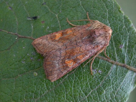 Large Ear Amphipoea lucens