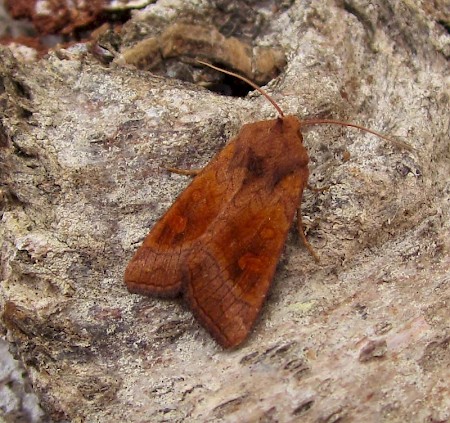 Large Ear Amphipoea lucens