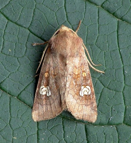 Ear Moth Amphipoea oculea