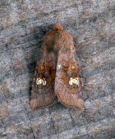 Ear Moth Amphipoea oculea
