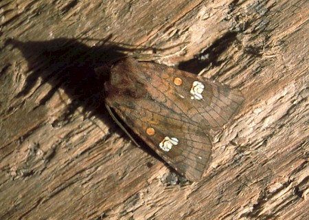 Ear Moth Amphipoea oculea