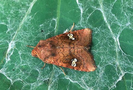 Crinan Ear Amphipoea crinanensis