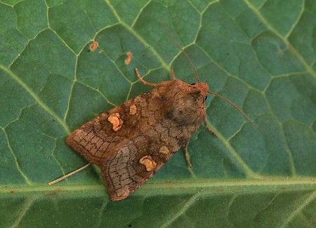 Crinan Ear Amphipoea crinanensis