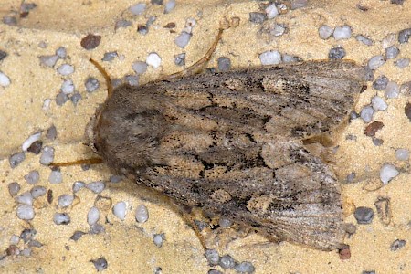 Flounced Rustic Luperina testacea