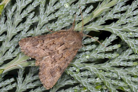 Flounced Rustic Luperina testacea