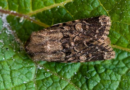 Flounced Rustic Luperina testacea