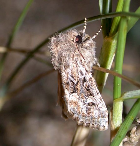 Sandhill Rustic Luperina nickerlii