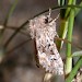 Adult, ssp. leechi • Cornwall • © Adrian Spalding