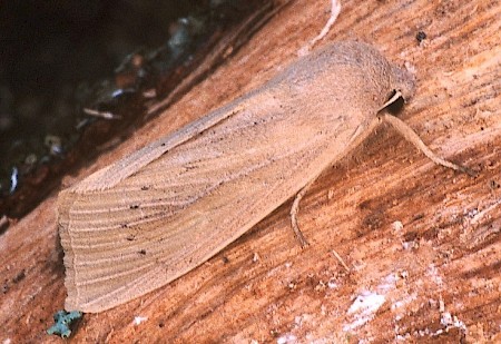 Large Wainscot Rhizedra lutosa