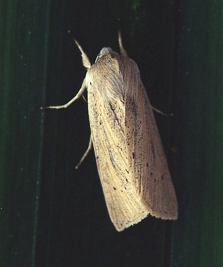 Large Wainscot Rhizedra lutosa