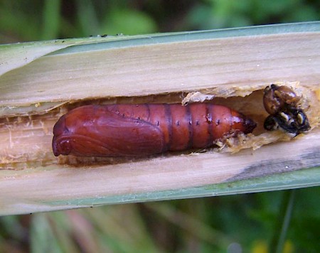 Bulrush Wainscot Nonagria typhae