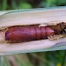 Pupa • Raphoe, Co. Donegal, Ireland. August • © Stuart Dunlop