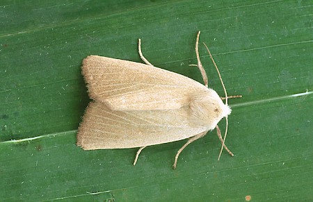 Fen Wainscot Arenostola phragmitidis