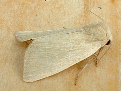 Fen Wainscot Arenostola phragmitidis