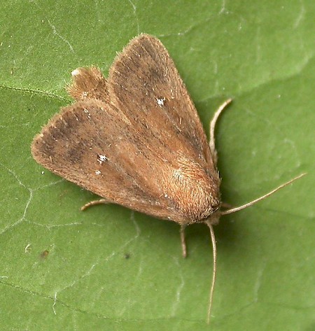 Twin-spotted Wainscot Lenisa geminipuncta