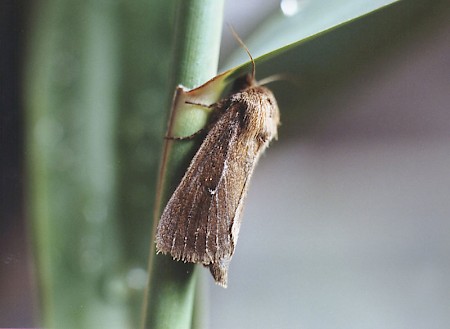 Twin-spotted Wainscot Lenisa geminipuncta