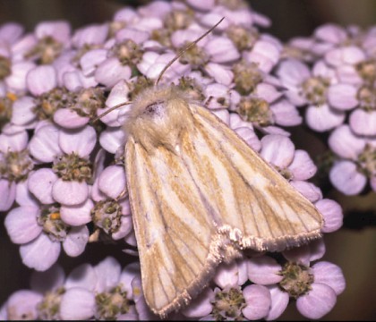 Adult • Salisbury Plain, Wiltshire • © David Green/Butterfly Conservation