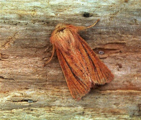 Small Wainscot Denticucullus pygmina