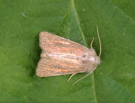 Mere Wainscot Photedes fluxa