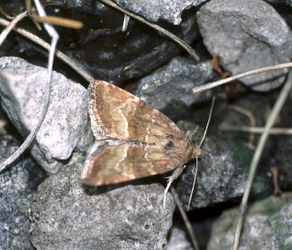 Adult • Gait Barrows NNR, Lancashire • © Rob Petley-Jones