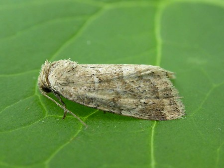 Small Dotted Buff Photedes minima