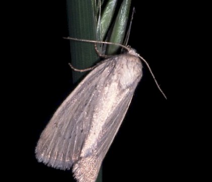 Adult • Dorset • © David Green/Butterfly Conservation