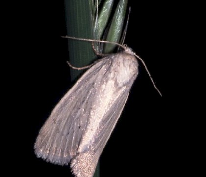 Adult &bull; Dorset &bull; &copy; David Green/Butterfly Conservation