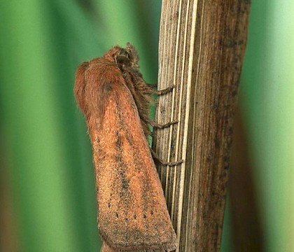 Adult • Male, Norfolk • © Roy Leverton