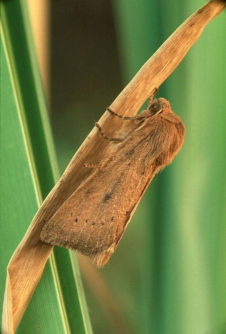 Rush Wainscot Globia algae