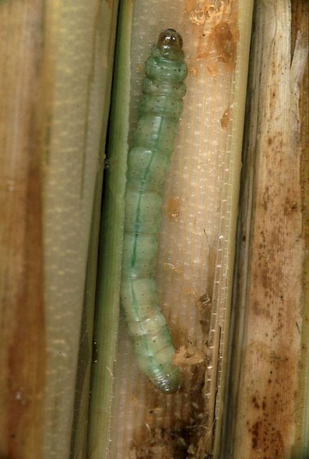 Rush Wainscot Globia algae