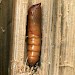 Pupa • Norfolk • © Roy Leverton