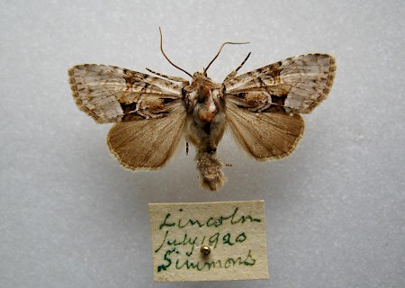Union Rustic Pabulatrix pabulatricula