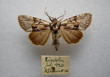 Union Rustic Pabulatrix pabulatricula