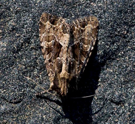 Dusky Brocade Apamea remissa