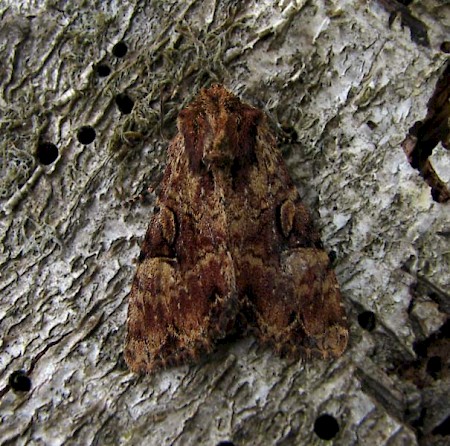 Clouded Brindle Apamea epomidion